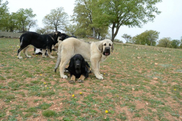 Cachorros de El Jarral
Keywords: cachorro jarral