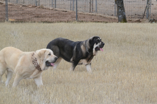 Cachorros de El Jarral
Keywords: Leza Celmira mastin jarral eywa enebro maraÃ±a