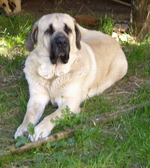 Cooper 12-10-2007
Foto de Cooper, nieto de Tigre propiedad de Luis Fernandez Rabanal.
Keywords: molino