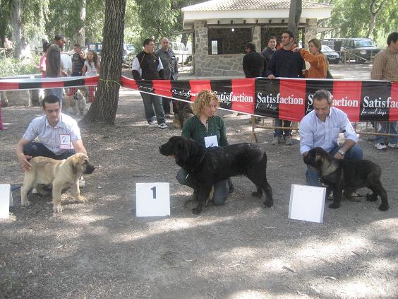 ECLIPSE  DE LA GORGORACHA 2º MUY CACHORRO EN VELEZ DE BENAUDALLA
Keywords: gorgoracha