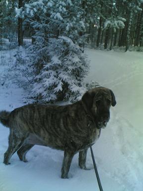 Brillo de Valdejera  - 2009
4- años
peso 90 kg 
Alto 86 cm 
pequeña muchacha
Keywords: snow nieve hannele