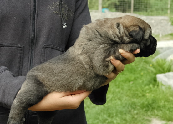 Diego -Two week old son of Ramonet and Hannah Mastibe
Keywords: marimasiffs