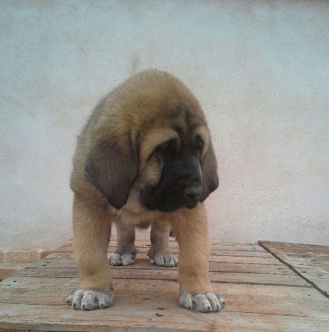 Cachorro de mes y medio
Keywords: montevizcayo puppyspain