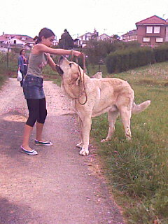 Drack (Montañes) jugando con maria
(raphael x faraona del corisco)
Keywords: drack