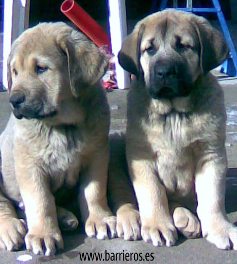 CACHORROS DE BARRIEROS
Keywords: BARRIEROS