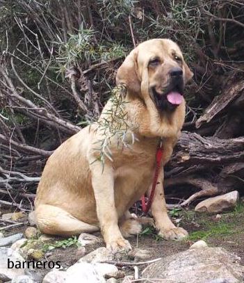 Mastines barrieros
Lua de barrieros con once meses.
Keywords: barrieros