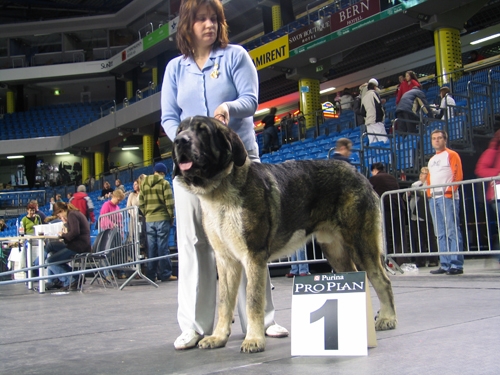 Iglesias Tornado Erben - Exc. 1, BOB - International Show Estonia (Tallin) 10.02.2007
(Baskervil Mastibe x Tecla de Valdejera) 
Born: 01.02.2006 
Keywords: 2007 cortedemadrid