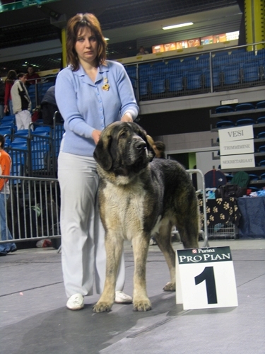 Iglesias Tornado Erben - - Exc. 1, BOB - International Show Estonia (Tallin) 10.02.2007
(Baskervil Mastibe x Tecla de Valdejera) 
Born: 01.02.2006 
Keywords: 2007 cortedemadrid