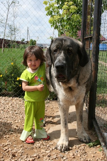 Giant Iglesias with little girl
(Baskervil Mastibe x Tecla de Valdejera) 
Born: 01.02.2006 
Keywords: cortedemadrid