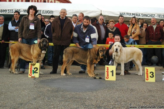 2ª Zeltia de Basillon, 1ª Niña de Campollano, 3ª Bimba de los Montes Pravianos - Concurso de Mansilla de las Mulas 2007
 clase Cachorros Hembra
Keywords: 2007 campeonato de LeÃ³n