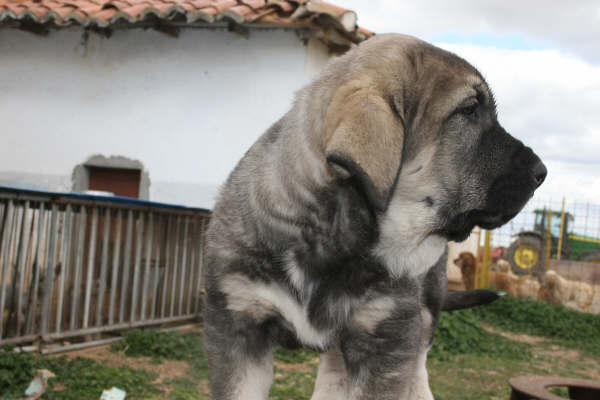 Milo (Onega de Campollano) cuando era chiquidito
Keywords: mastalaya