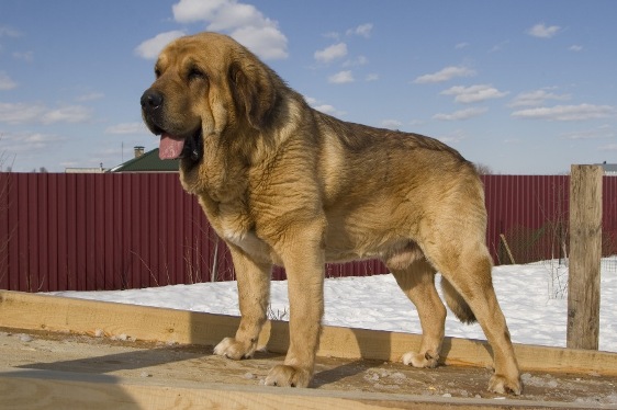 Neron de Filandon 2.5 years
(Dumbo de Reciecho x Troya de Buxionte)
Born: 16.07.2006 
Keywords: cortedemadrid Madridsky Dvor