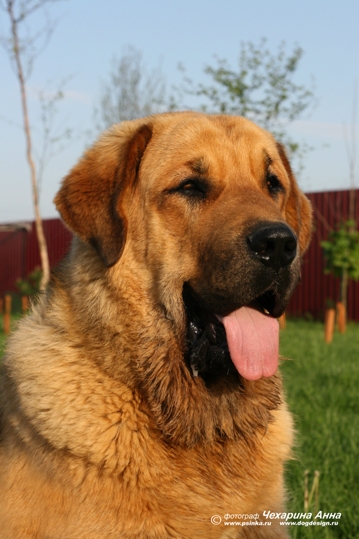 Neron de Filandon July 2007
(Dumbo de Reciecho x Troya de Buxionte)
Born: 16.07.2006 
Keywords: head portrait cabeza cortedemadrid