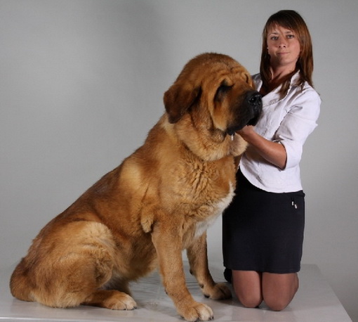 Neron de Filandon: Champion class 1, CAC, CACIB - International Dog Show in Tulln - Austria - 26.09.2010
International Dog Show in Tulln - Austria - 26.09.2010
Champion class - 1, CAC, CACIB
Keywords: 2010 cortedemadrid Neron