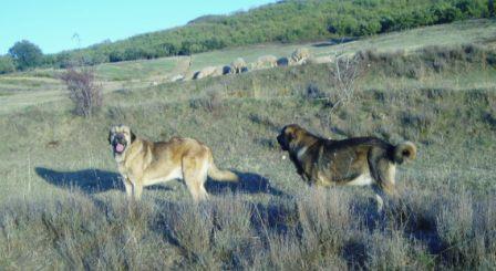 CANTERO Y ZEPO 
Keywords: flock majada