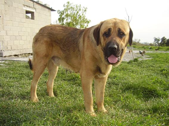 Vitiza Dancá Cotufa en La Gorgoracha - father of puppies born 10.11.2008
Keywords: gorgoracha