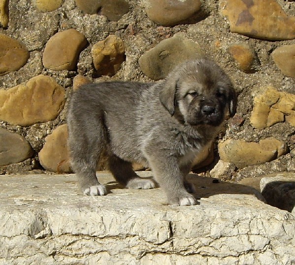 Pancho del Molino de la Roma 30 dias
Terry x Babiana de Babia 
10.09.2007   

Keywords: puppyspain puppy cachorro