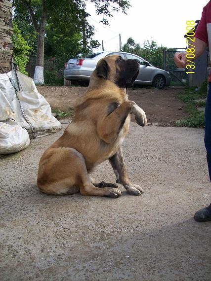 Patuco de Basillon
El Patuco a sus 17 meses, 
Keywords: basillon