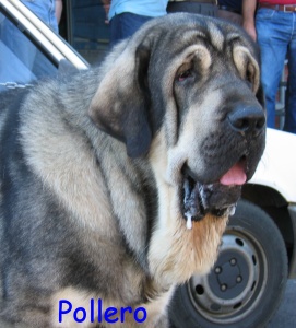 Pollero
(Ch.Ulises de Babia x Serrana) 
Breeder: Moises Oslé
Owner: Tiburcio A. Fernandez 

