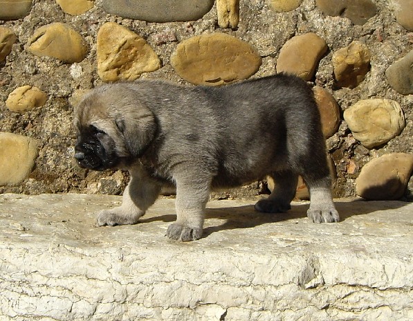 Polo del Molino de la Roma 30 dias
Terry x Babiana de Babia 
10.09.2007   

Keywords: puppyspain puppy cachorro