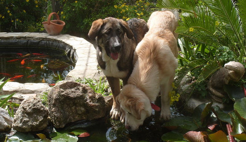 Rescued Candy and Toya at 5 months
Trefwoorden: yogi2