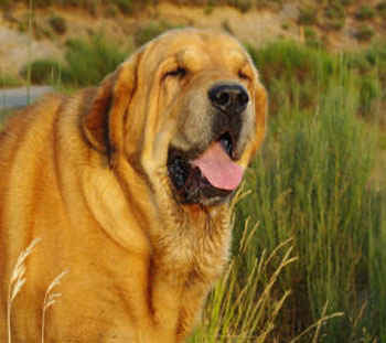 Sargon de Filandon (Padre de los cachorros de Anaise)
Sargón de Filandón X Lupe de Anaise
12.02.2009

Keywords: anaise