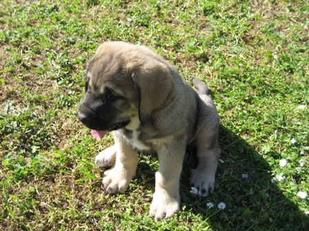 Tata del orzowei con tres meses
Tata del Orzowei por Sancho Daca Cotufa x Tarara Danca Cotufa
Keywords: s ' u y a l