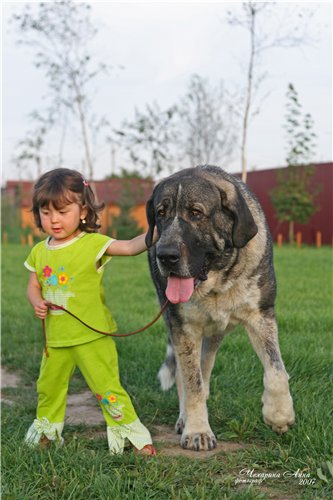 The most young handler with Iglesias Tornado Erben
Keywords: cortedemadrid Iglesias Tornado Erben