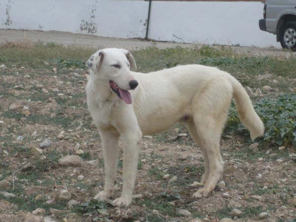 GPAR, Protectora de Rute, Córdoba (mastín sordo en adopción)
Xico es un cachorrón dulce, sociable, nobletón y cariñoso. Está en la protectora de Rute (Córdoba). Necesita una familia especial, porque él es especial: es sordo, algo genético que se suele dar en algunos de su raza, a pesar de tan sólo ser un mestizo de mastín blanco, a él le ha tocado esa lotería.. Todas las personas que lo queremos, nos resistimos  a tener que sacrificarlo por esa razón, porque Xico es un perrito feliz, con los demás  sentidos agudizados para compensar esa falta, por lo que vive y se comporta normalmente. Además, con un compañero lazarillo que pueda ayudarle para esa falta de audición, Xico se puede comportar como un perrete normal y llevar una vida totalmente plena. 

Para adoptar a Xico o más información sobre él, poneos en contacto en los siguientes teléfonos: 

Loli:  645.89.46.18
Lidia:  667.29.61.97
Merche:  649.22.04.94

Keywords: cachorro, protectora, adopcion, adoption, especial, special, refugio, mix, cruce