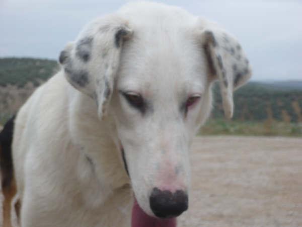 GPAR, Protectora de Rute, Córdoba (mastín sordo en adopción)
Xico es un cachorrón dulce, sociable, nobletón y cariñoso. Está en la protectora de Rute (Córdoba). Necesita una familia especial, porque él es especial: es sordo, algo genético que se suele dar en algunos de su raza, a pesar de tan sólo ser un mestizo de mastín blanco, a él le ha tocado esa lotería.. Todas las personas que lo queremos, nos resistimos  a tener que sacrificarlo por esa razón, porque Xico es un perrito feliz, con los demás  sentidos agudizados para compensar esa falta, por lo que vive y se comporta normalmente. Además, con un compañero lazarillo que pueda ayudarle para esa falta de audición, Xico se puede comportar como un perrete normal y llevar una vida totalmente plena. 

Para adoptar a Xico o más información sobre él, poneos en contacto en los siguientes teléfonos: 

Loli:  645.89.46.18
Lidia:  667.29.61.97
Merche:  649.22.04.94

Keywords: cachorro, protectora, adopcion, adoption, especial, special, refugio, mix, cruce