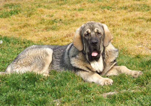 Zagala de Duelos y Quebrantos
Cachorra de Mastin Español
Keywords: dueloscachorros duelos y quebrantos