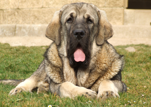 Zar de Duelos y Quebrantos
Cachorro de Mastin Español
Parole chiave: dueloscachorros duelos y quebrantos