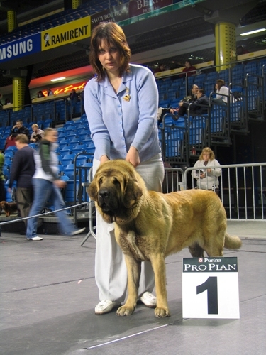 Zhuzha Sinko Zemplina - Junior Class, Exc. 1 - International Show Estonia (Tallin) 10.02.2007
Keywords: 2007 cortedemadrid