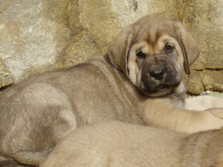 Freon z Kraje Sokolu - 7weeks old
Ch. Sultan x Ch. Aylen z Kraje Sokolu
Keywords: sokolu puppy cachorro