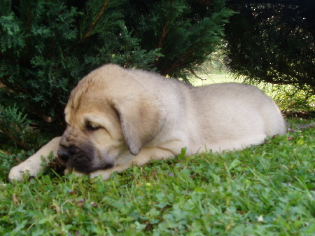 Gaia z Kraje Sokolů - 7weeks old
Ch.Sultan + Ch.Clea z Kraje Sokolu
Keywords: sokolu puppy cachorro