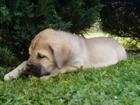 Gaia z Kraje Sokolů - 7weeks old
Ch.Sultan + Ch.Clea z Kraje Sokolu
Keywords: sokolu puppy cachorro