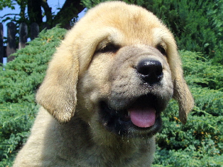 Giron z Kraje Sokolu - 6weeks old
Ch.Sultan + Ch.Clea z Kraje Sokolu
Keywords: sokolu puppy cachorro