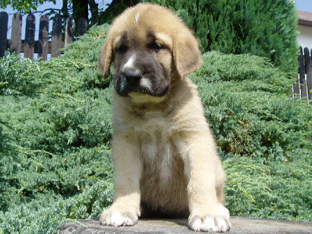 Haide z Kraje Sokolu - 5weeks old
Ch. Sultan x Ch. Baknaid z kraje Sokolu
Keywords: sokolu puppy cachorro