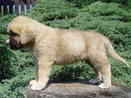 Hector z Kraje Sokolu - 5weeks old
Ch. Sultan x Ch. Baknaid z Kraje Sokolu
Keywords: sokolu puppy cachorro