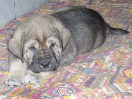 Freon z Kraje Sokolu - 5weeks old
Ch. Sultan x Ch. Aylen z Kraje Sokolu
Keywords: sokolu puppy cachorro