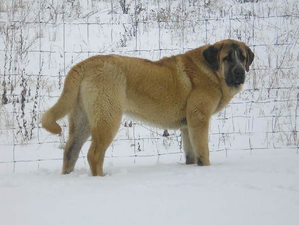 Chiwas z Kraje Sokolu 10 months
Ich. Amigo Zeus Bis Mastibe x Feimi z Kraje Sokolu
Keywords: sokol