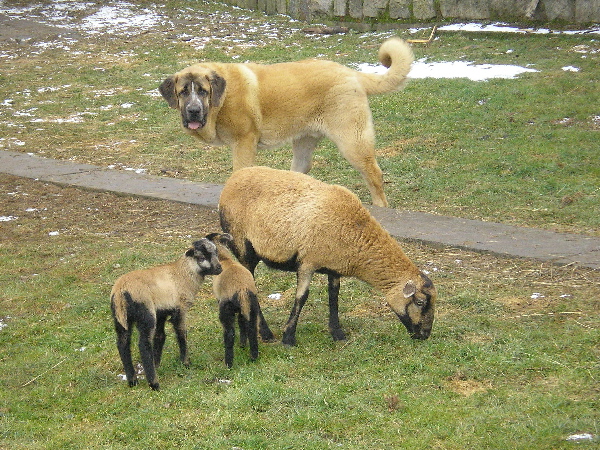 Chiwas z Kraje Sokolu 9 months
Ich. Amigo Zeus Bis Mastibe x Feimi z Kraje Sokolu
Keywords: sokol