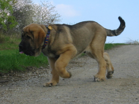 Floyd z Kraje Sokolu
Ch. Sultan x Ch. Aylen z  Kraje Sokolu
Keywords: sokolu puppy cachorro