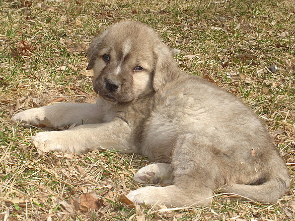 Ace - a fearless 6 weeks old
Moses de Babia x Delilah Tornado Erben
07.02.2009

Võtmesõnad: jordan puppyusa
