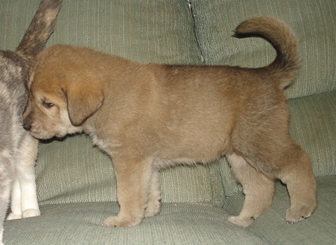 Addison - 5 weeks old
Moses de Babia x Delilah Tornado Erben
07.02.2009

Keywords: jordan puppyusa