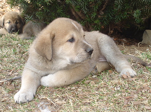 Addison - 6 weeks old
Moses de Babia x Delilah Tornado Erben
07.02.2009

Keywords: jordan puppyusa