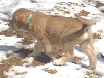 Addison - 7 weeks old
Moses de Babia x Delilah Tornado Erben
07.02.2009

Keywords: jordan puppyusa