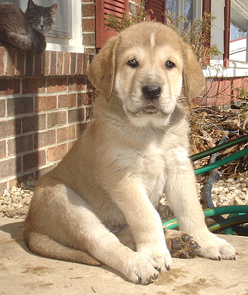 Addison - 7 weeks old
Moses de Babia x Delilah Tornado Erben
07.02.2009

Keywords: jordan puppyusa