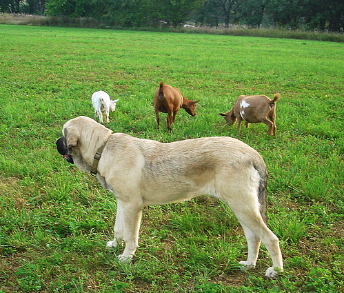 Aislinn with goats
Keywords: flock jordan