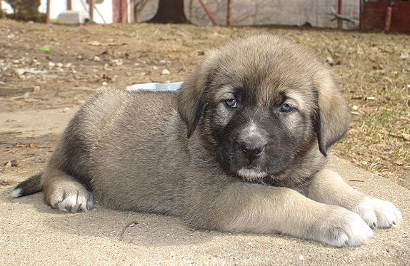 Aleta - 6 weeks old
Moses de Babia x Delilah Tornado Erben
07.02.2009

Keywords: jordan puppyusa